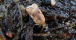 Acleris notana