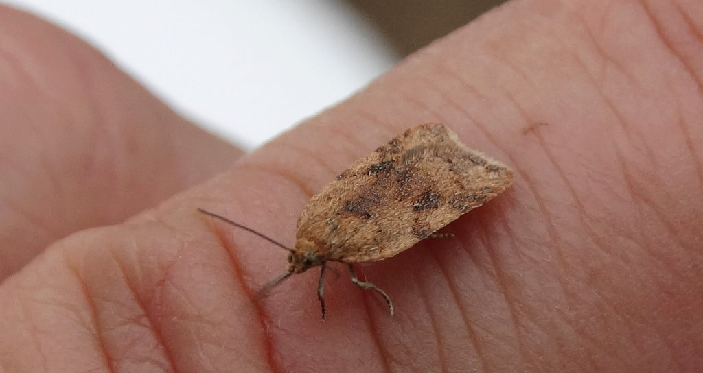 Acleris notana
