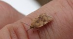 Acleris notana