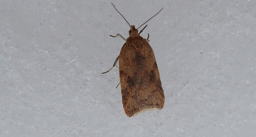 Acleris notana