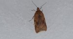 Acleris notana