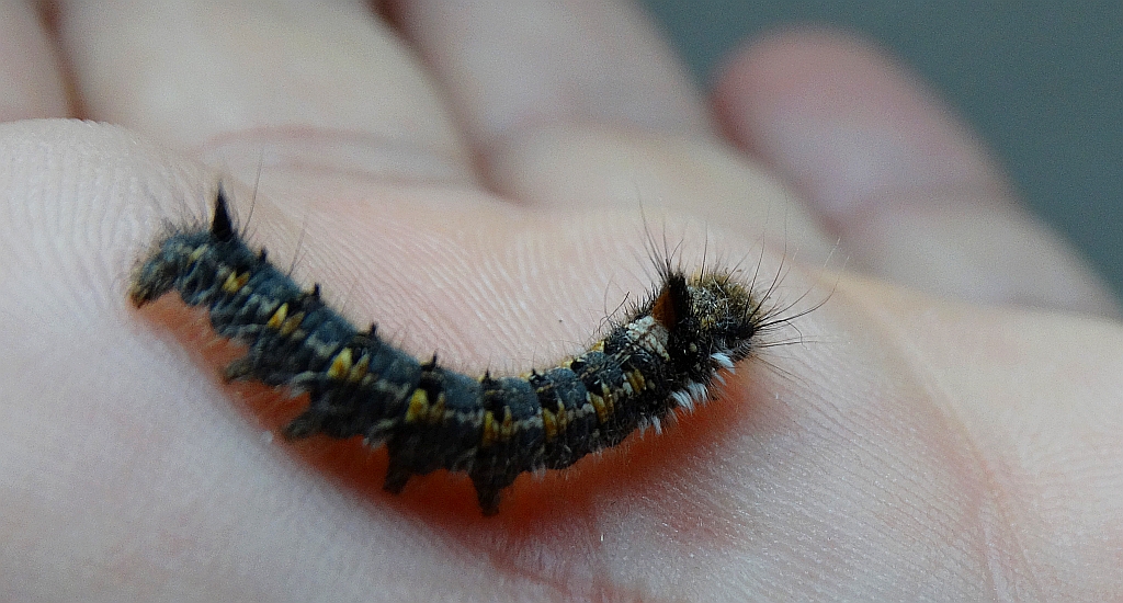Barczatka napójka, napójka łąkówka (Euthrix potatoria)