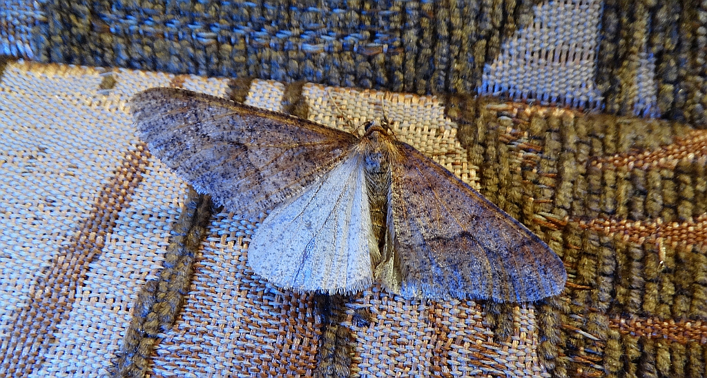Zimowek ogołotniak (Erannis defoliaria)