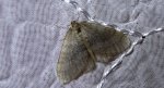 Piędzik przedzimek (Operophtera brumata)