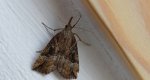 Rozszczepka nosatka (Hypena rostralis)