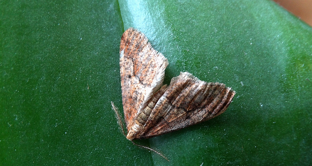 Zimowek ogołotniak (Erannis defoliaria)