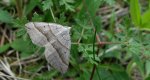 Pomiernik szaniec (Scotopteryx mucronata)