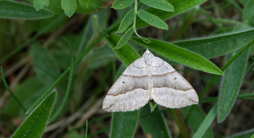 Pomiernik szaniec (Scotopteryx mucronata)