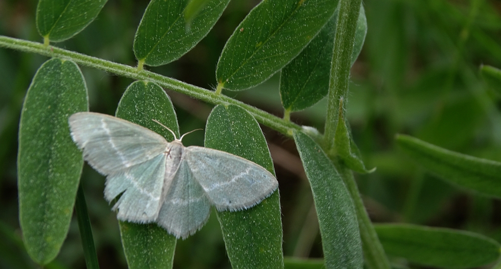 Miernik seledyniak (Chlorissa viridata)