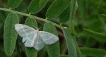 Miernik seledyniak (Chlorissa viridata)