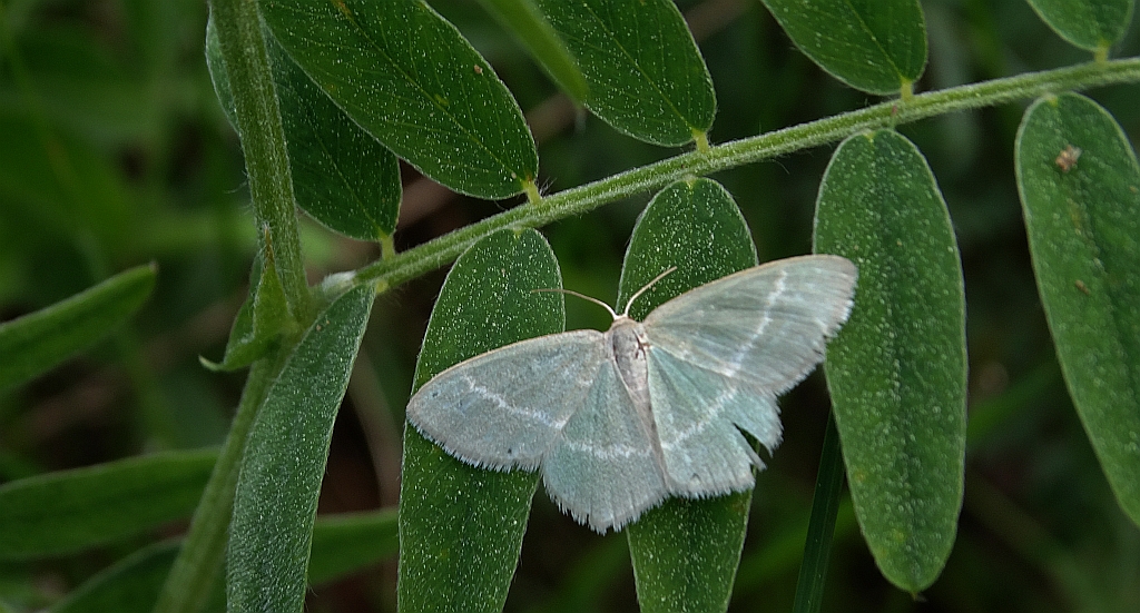 Miernik seledyniak (Chlorissa viridata)