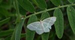 Miernik seledyniak (Chlorissa viridata)