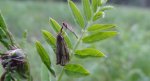 Wachlarzyk kołacznik (Thisanotia chrysonuchella)