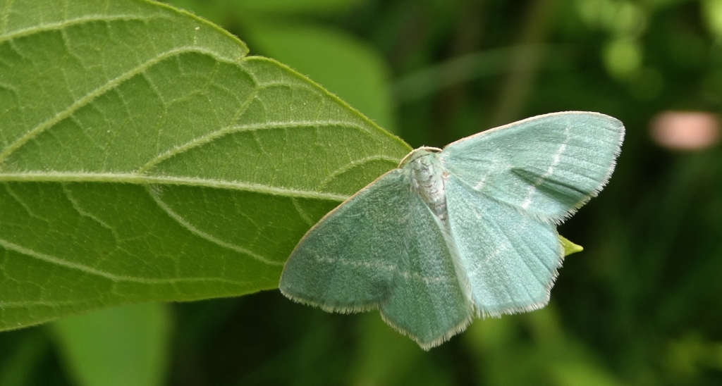 Miernik seledyniak (Chlorissa viridata)