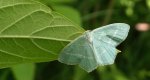 Miernik seledyniak (Chlorissa viridata)