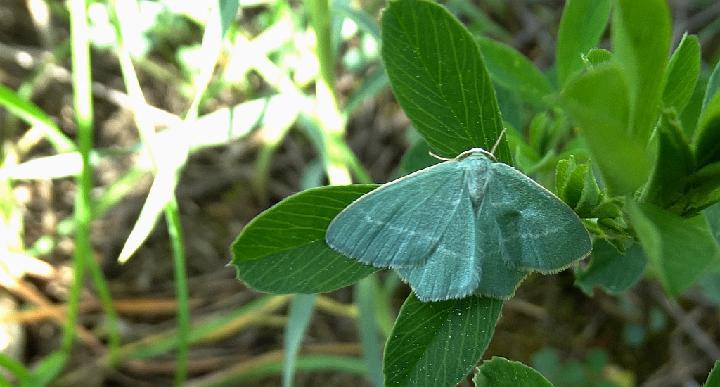 Miernik seledyniak (Chlorissa viridata)
