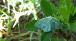 Miernik seledyniak (Chlorissa viridata)