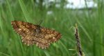 Poproch pylinkowiak (Ematurga atomaria)