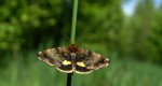 Panemeria tenebrata