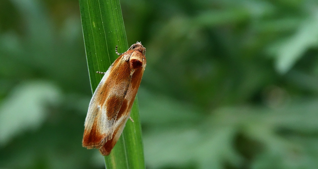 Eulia ministrana