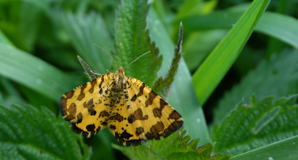 Osmaganek plamek (Pseudopanthera macularia)
