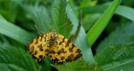 Osmaganek plamek (Pseudopanthera macularia)