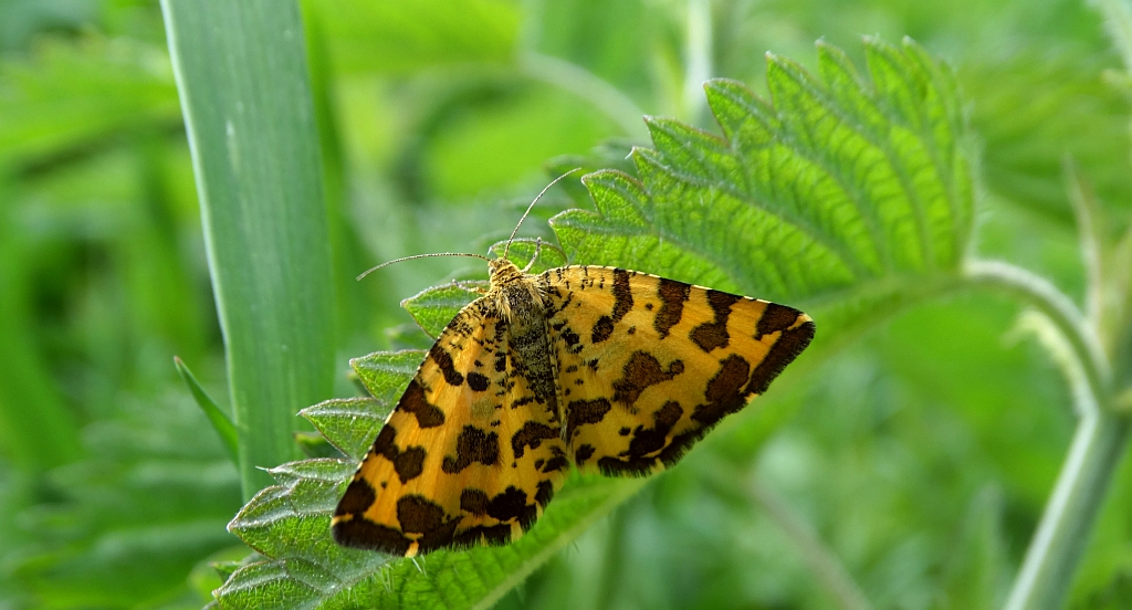 Osmaganek plamek (Pseudopanthera macularia)