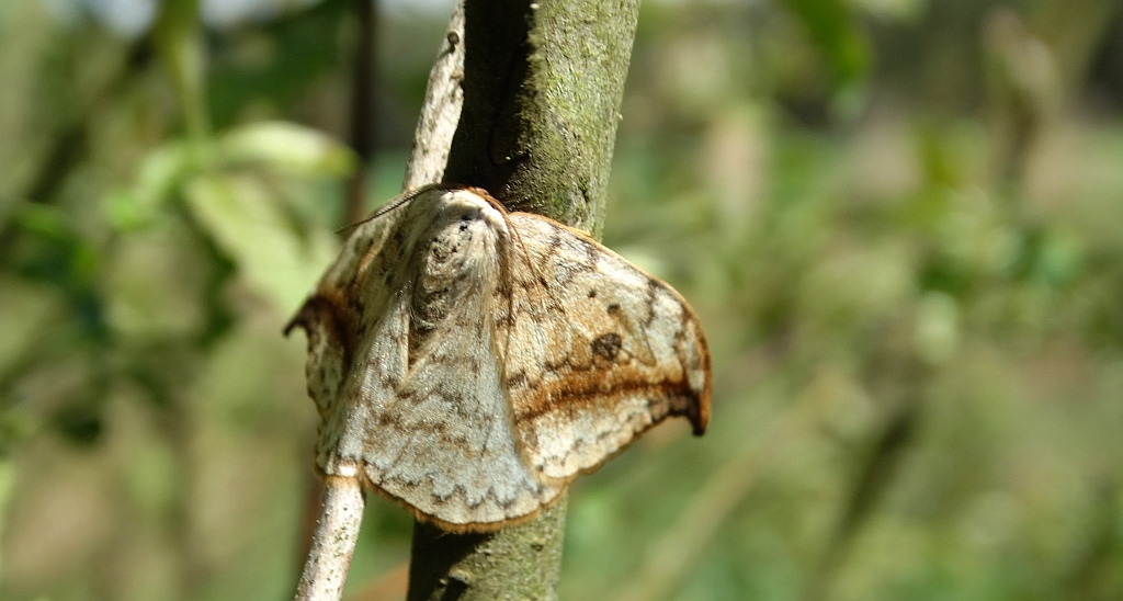 Wycinka sierpianka (Drepana falcataria)