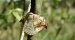 Wycinka sierpianka (Drepana falcataria)