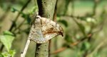 Wycinka sierpianka (Drepana falcataria)