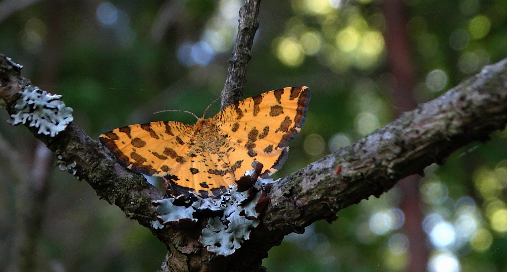 Osmaganek plamek (Pseudopanthera macularia)