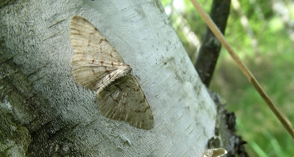 Przylepek olszyniak (Aethalura punctulata)