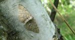 Przylepek olszyniak (Aethalura punctulata)