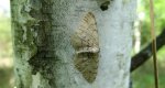 Przylepek olszyniak (Aethalura punctulata)