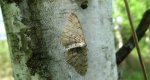 Przylepek olszyniak (Aethalura punctulata)