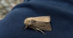 Piętnówka białokropka (Mythimna albipuncta)