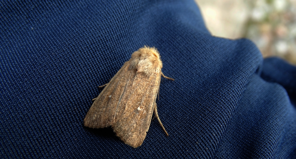 Piętnówka białokropka (Mythimna albipuncta)