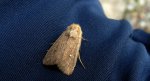 Piętnówka białokropka (Mythimna albipuncta)