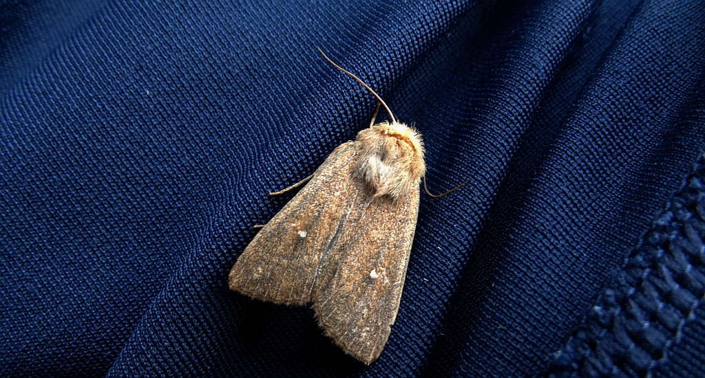 Piętnówka białokropka (Mythimna albipuncta)