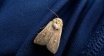 Piętnówka białokropka (Mythimna albipuncta)
