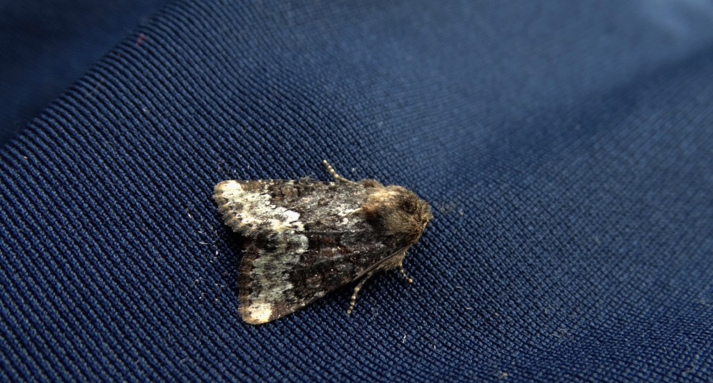 Oligia strigilis