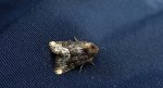 Oligia strigilis