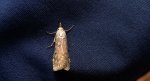 Aphomia sociella