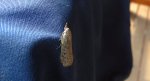 Aphomia sociella