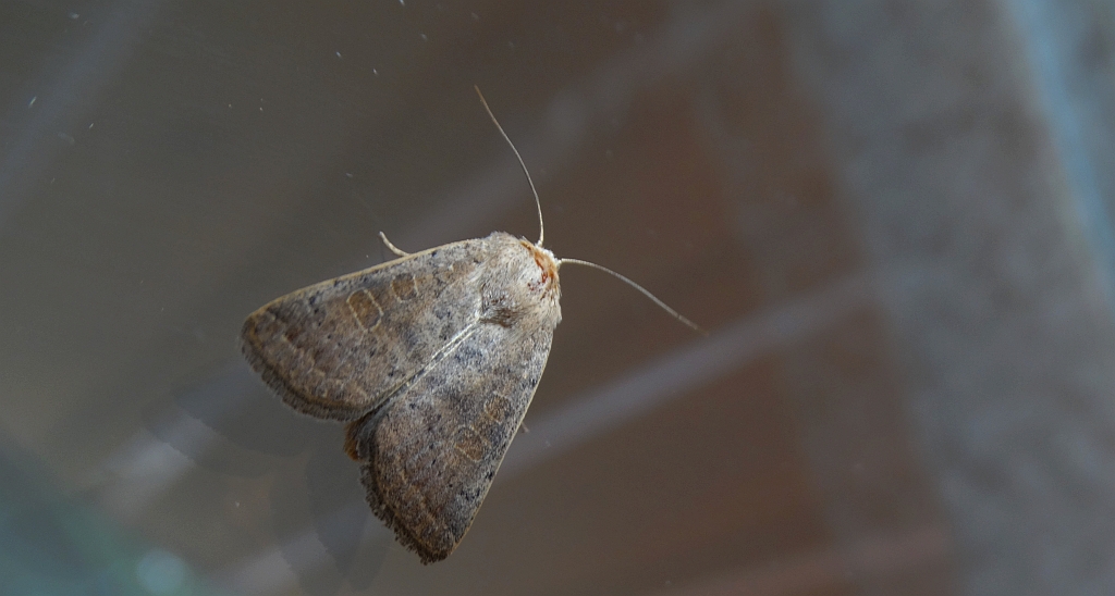 Piętnówka smuklica (Orthosia gracilis)