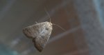 Piętnówka smuklica (Orthosia gracilis)