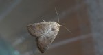 Piętnówka smuklica (Orthosia gracilis)