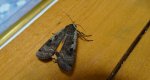 Rolnica tasiemka (Noctua pronuba)