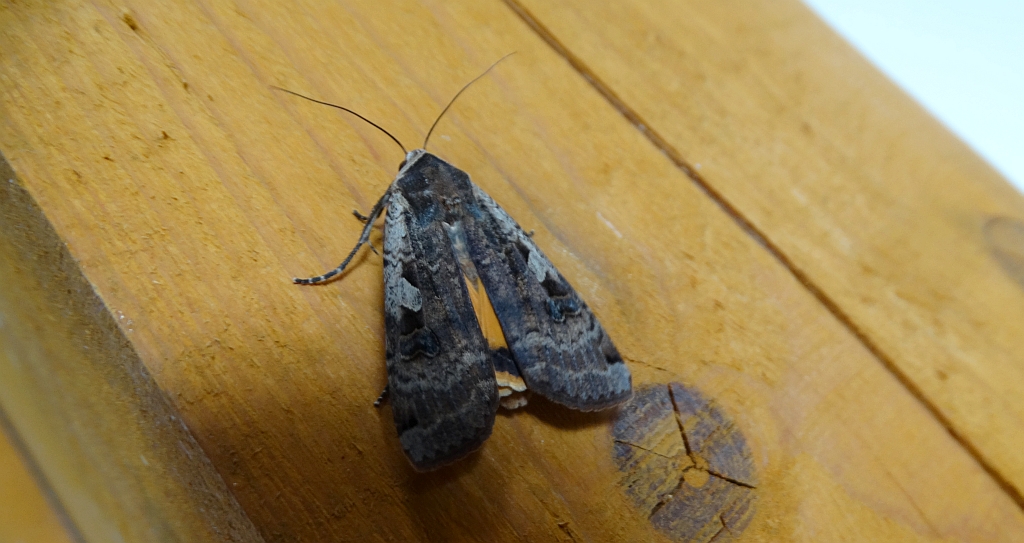 Rolnica tasiemka (Noctua pronuba)