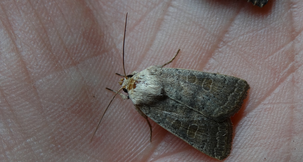 Piętnówka smuklica (Orthosia gracilis)